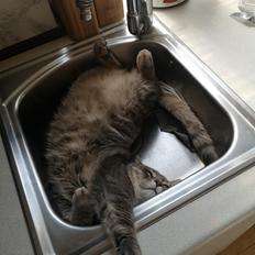 Blanding af racer Laban 