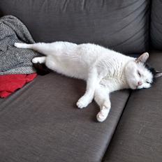 Huskat Laurits RIP