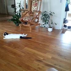 Huskat Laurits RIP