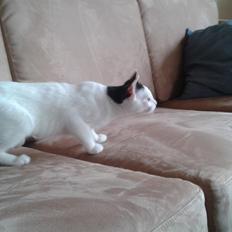 Huskat Laurits RIP