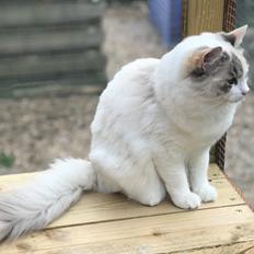 Ragdoll Coco