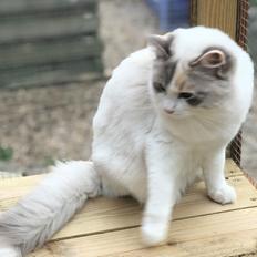 Ragdoll Coco