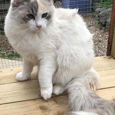 Ragdoll Coco