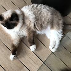 Ragdoll Muffy