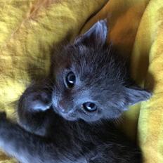 Blanding af racer Karla krudtugle