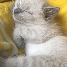 Blanding af racer Motor Mille