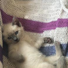 Blanding af racer Motor Mille