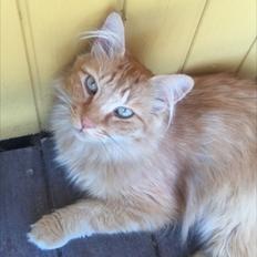 Blanding af racer Zulle 