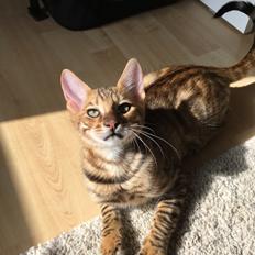 Toyger Tigervision’s Altaica “Monty”