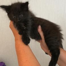 Norsk Skovkat Kirstila-Tahia’s Gert