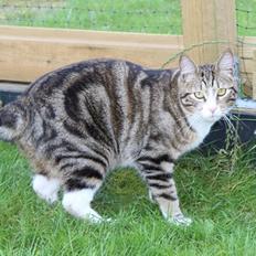 Kurilean Bobtail DK JeaTri´s Mickey