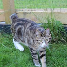 Kurilean Bobtail DK JeaTri´s Mickey