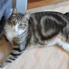 Kurilean Bobtail DK JeaTri´s Mickey