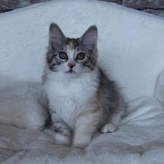 Kurilean Bobtail DK JeaTri´s Perlemor