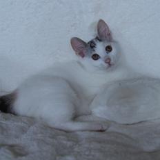 Kurilean Bobtail JeaTri´s Aurora