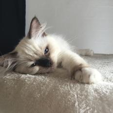 Ragdoll DK Rags of Silk Raw Ribbon Candy