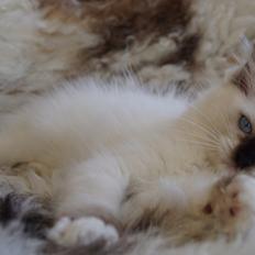 Ragdoll DK Rags of Silk Raw Ribbon Candy