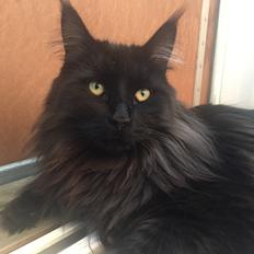 Blanding af racer Lucifer