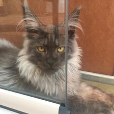 Maine Coon DK Lykkekatte’s Barbossa