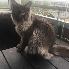 Maine Coon DK Lykkekatte’s Barbossa
