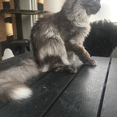 Maine Coon DK Lykkekatte’s Barbossa