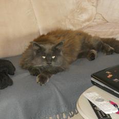Maine Coon Simba (tidl Dot Com) HIMMELKAT