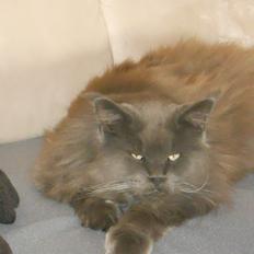 Maine Coon Simba (tidl Dot Com) HIMMELKAT