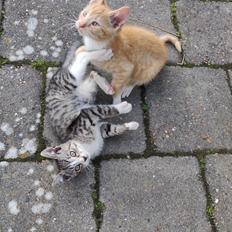 Blanding af racer Lava