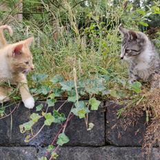 Blanding af racer Lava