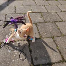 Blanding af racer Lava