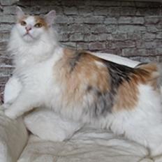 Kurilean Bobtail KorZhik's Dora