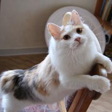 Kurilean Bobtail KorZhik's Dora