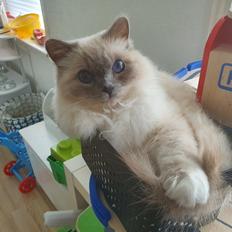 Hellig Birma Filou