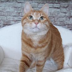 Kurilean Bobtail IP. GIC. DK KorZhik´s Miss Marple