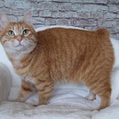 Kurilean Bobtail IP. GIC. DK KorZhik´s Miss Marple