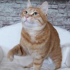 Kurilean Bobtail IP. GIC. DK KorZhik´s Miss Marple
