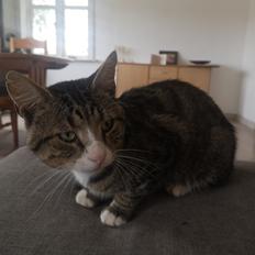 Blanding af racer Tjalfe 