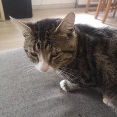 Blanding af racer Tjalfe 