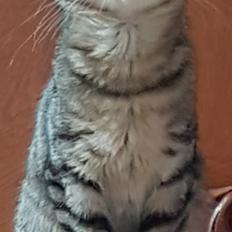 Huskat LULU