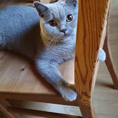 British Shorthair Violet