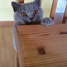 British Shorthair Violet