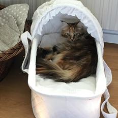 Maine Coon Abbie 