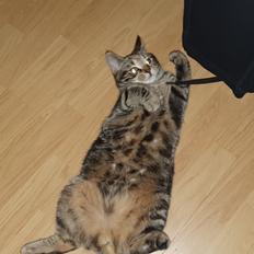 Europé Dorothea (kaldet Thea i dagligdagen)