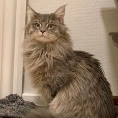 Maine Coon Milo