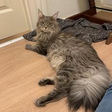 Maine Coon Milo