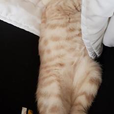 British Shorthair Frei