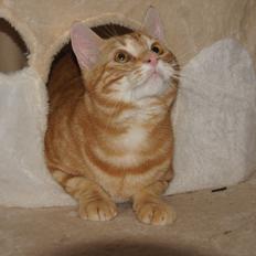 Huskat Tony jr. / missetat