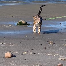 Bengal Amberheart Lumiére