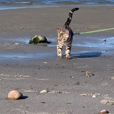 Bengal Amberheart Lumiére 