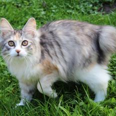 Kurilean Bobtail DK JeaTri´s Perlemor
